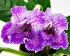 Streptocarpus CHARLIZE